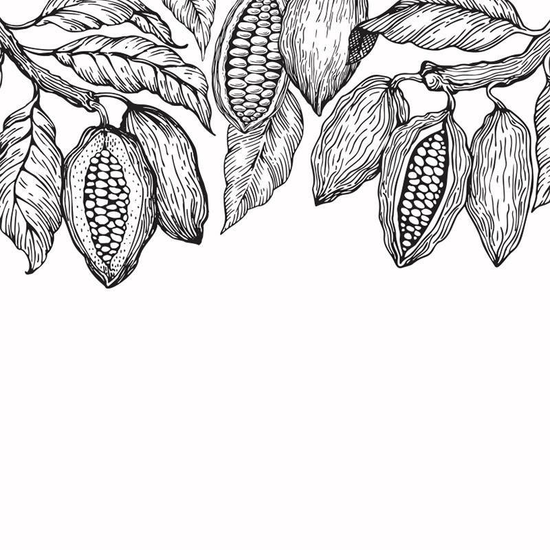 Visuel Caméléon® B-34 : Packaging chocolat Caméléon® : le visuel B-34, une cabosse illustré au trait noir. Impression ou carte à glisser dans vos boîtes pour chocolatiers professionnels.