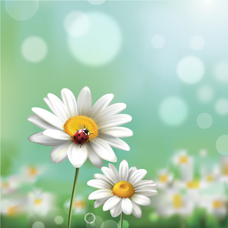 Visuel Caméléon® C-14 : La boîte Caméléon® pour chocolats et coffrets gourmands avec le visuel C-14 qui évoque le printemps et la nature dans un packaging personnalisable.